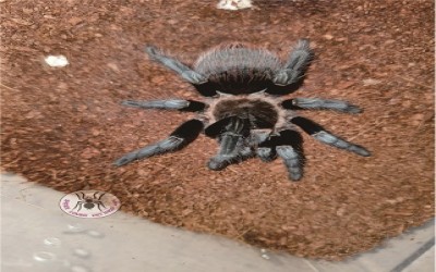 Vagans female 4-5 cm tarantula